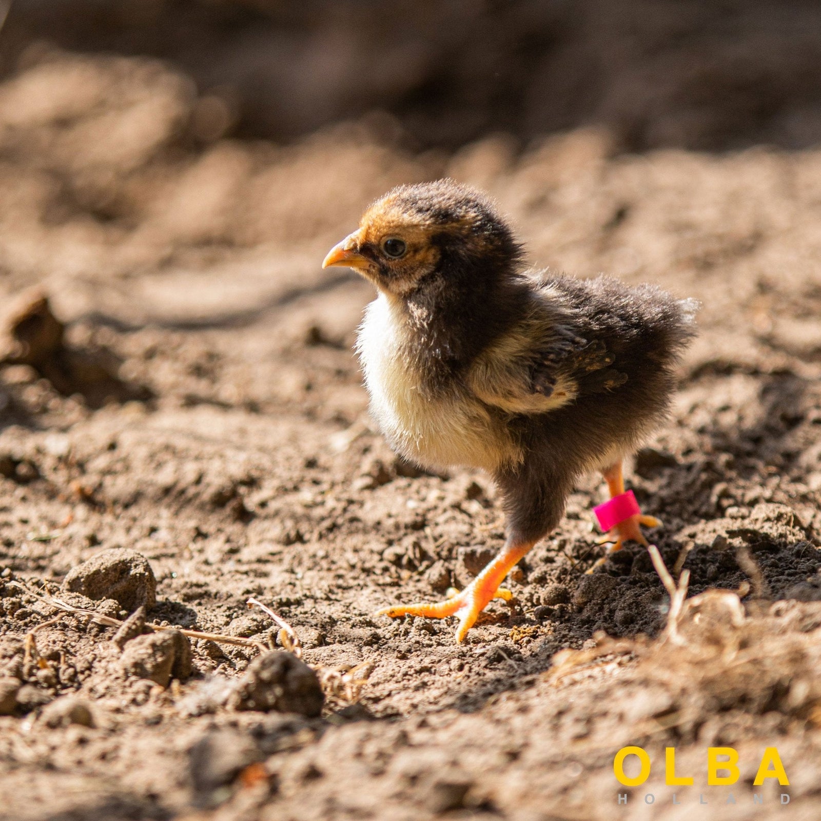 Wise County Chicken Farm photo 3