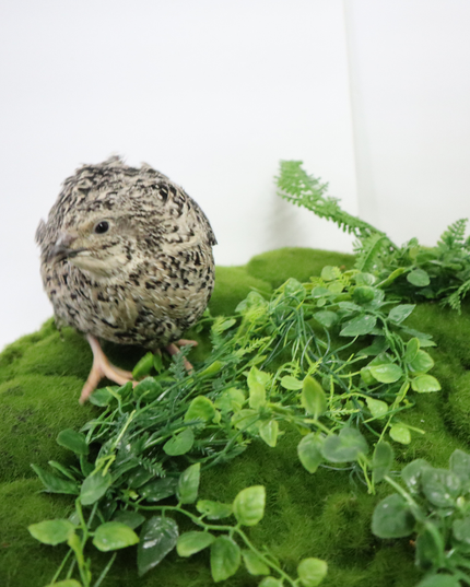 Calico Quail Hatching Eggs – Fertile Eggs for Incubation