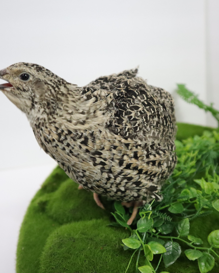 Calico Quail Hatching Eggs – Fertile Eggs for Incubation