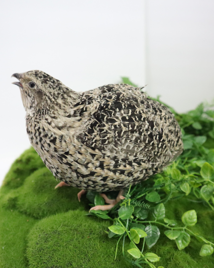 Calico Quail Hatching Eggs – Fertile Eggs for Incubation