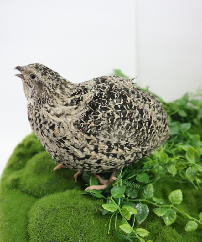 Calico Quail Hatching Eggs – Fertile Eggs for Incubation