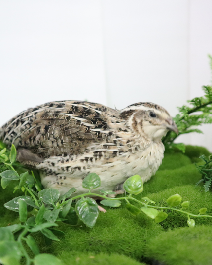Calico Quail Hatching Eggs – Fertile Eggs for Incubation