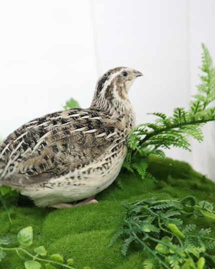Calico Quail Hatching Eggs – Fertile Eggs for Incubation