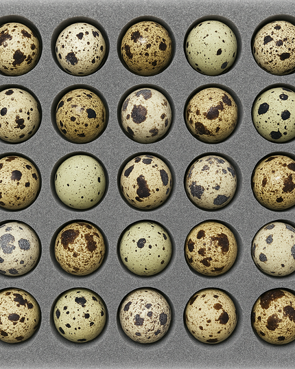 Quail Egg Shipping Foam – 25 Hole