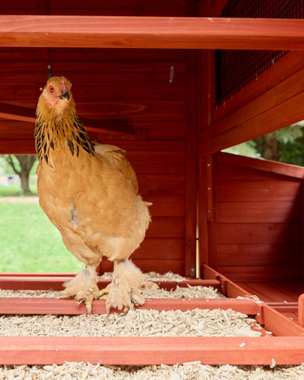 Chicken Coop for 6 Chickens – Orpington Lodge