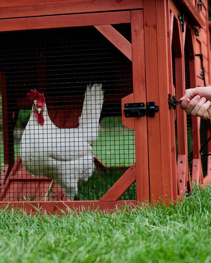 Chicken Coop for 6 Chickens – Orpington Lodge