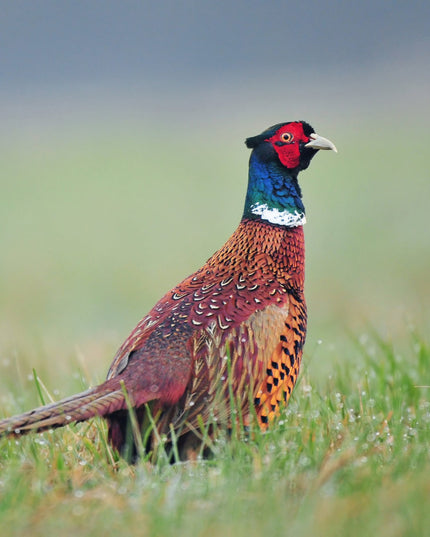 Chinese Ringneck Pheasant Chicks (Online Only)