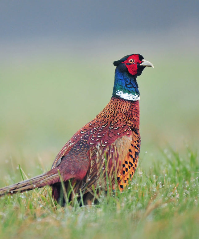 CHINESE RINGNECK Pheasants CHICKS (Online Only)
