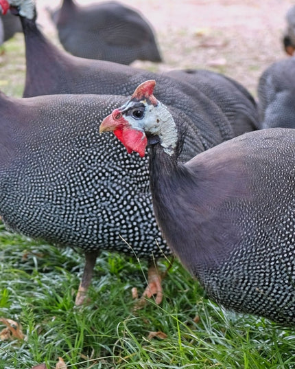 Pearl French Guinea Fowl Keets - (Online Only)