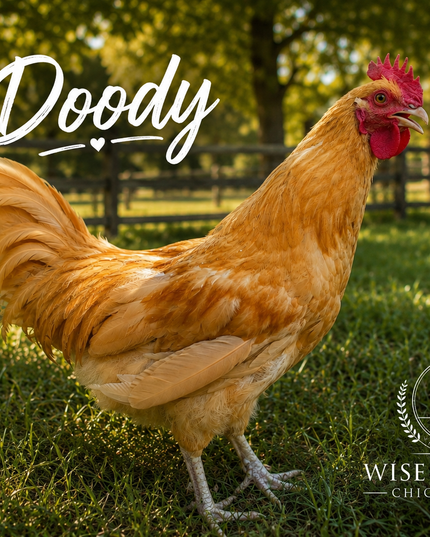 Second Chance Rooster - Doody