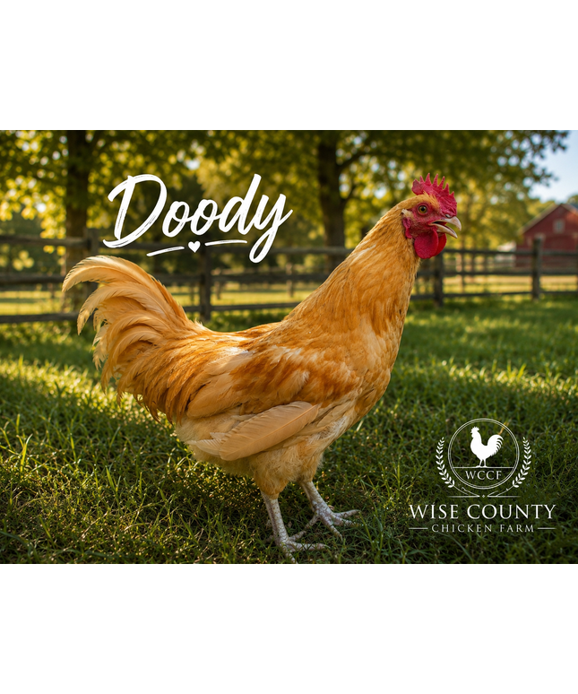 Second Chance Rooster - Doody