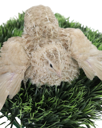 Egyptian Gold Quail Hatching Eggs