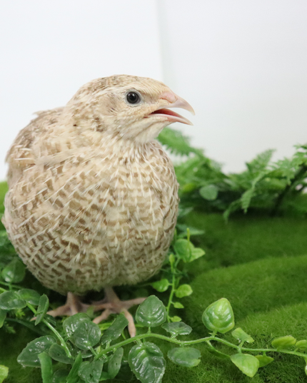 Egyptian Gold Quail Hatching Eggs