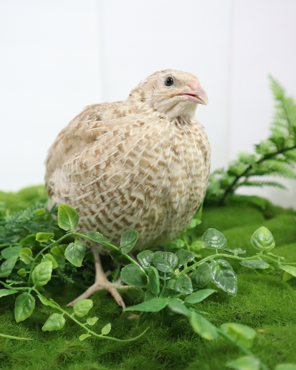 Egyptian Gold Quail Hatching Eggs