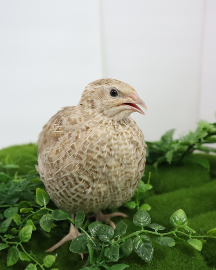 Egyptian Gold Quail Hatching Eggs