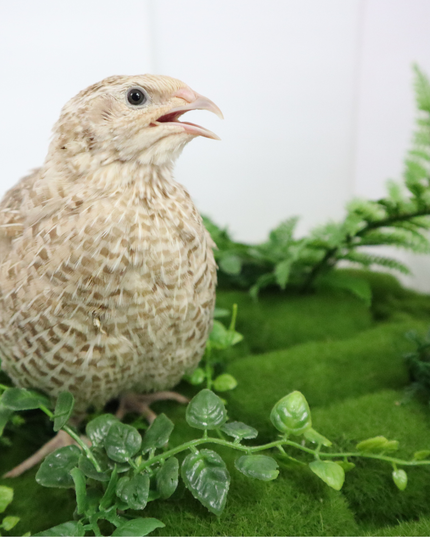 Egyptian Gold Quail Hatching Eggs