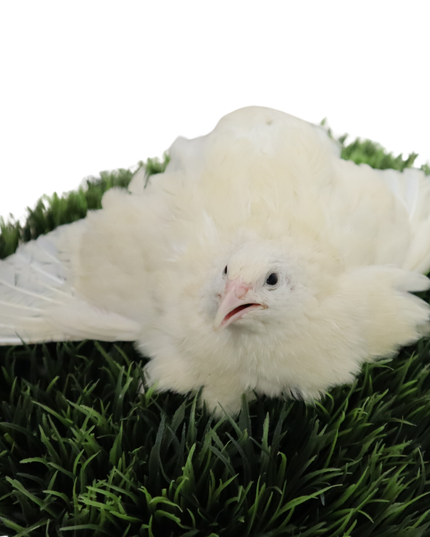 Jumbo White Coturnix Hatching Eggs - Premium Quail Eggs for Hatching - Perfect for Homesteaders, Breeders, Hobbyists - Freshly Collected for High Hatch Rates