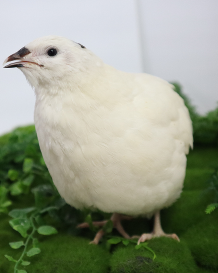Black and White Edition Quail hatching eggs