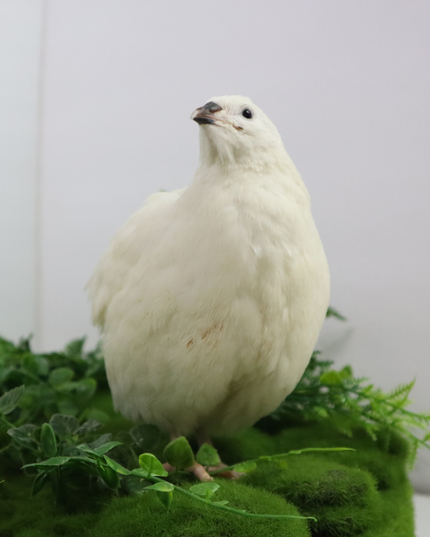 Black and White Edition Quail hatching eggs