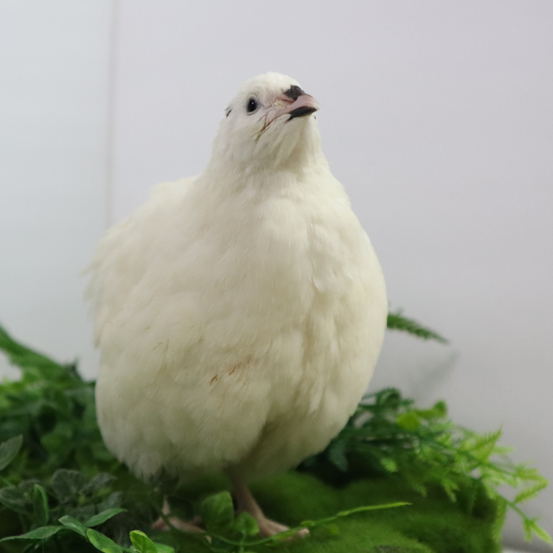 Jumbo White Coturnix Hatching Eggs - Premium Quail Eggs for Hatching - Perfect for Homesteaders, Breeders, Hobbyists - Freshly Collected for High Hatch Rates