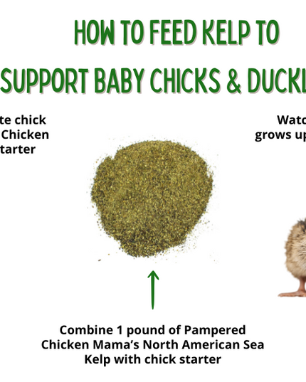 North Atlantic Kelp For Extra Vitamins, Minerals, & Amino Acids For Pet Chickens & Ducks