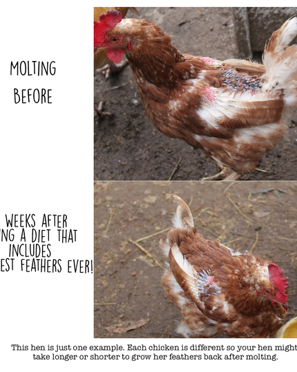 Fluffiest Feathers Ever! Chicken Feed Supplement For Great Feathers