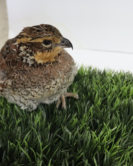 Georgia Giant Quail Hatching Eggs