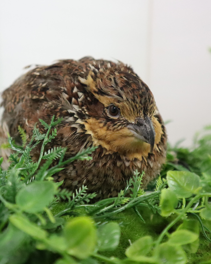 Georgia Giant Quail Hatching Eggs