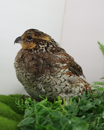 Georgia Giant Quail Hatching Eggs