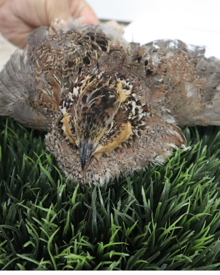 Georgia Giant Quail Hatching Eggs