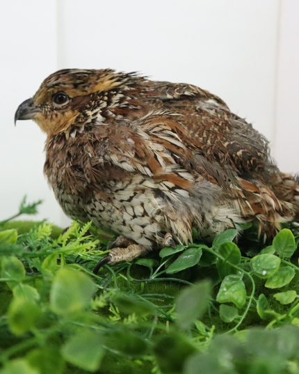 Georgia Giant Quail Hatching Eggs