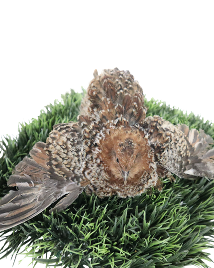 German Chocolate Pansy Quail Hatching Eggs – (Online Only)