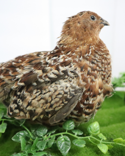Fertile Quail Eggs – Choose Your Variety - (Online Only)