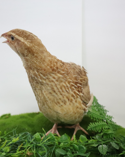 Ginger Quail Hatching Eggs