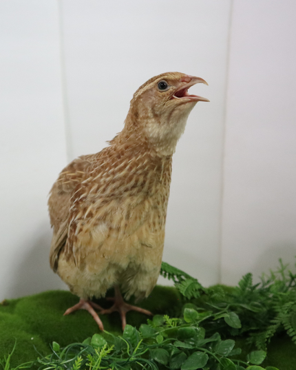 Ginger Quail Hatching Eggs