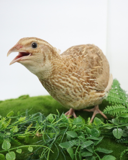 Ginger Quail Hatching Eggs