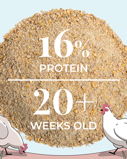 Layer Feed Kit | 1 Month of Organic Feed, Grit & Oyster Shell for 6 Layers