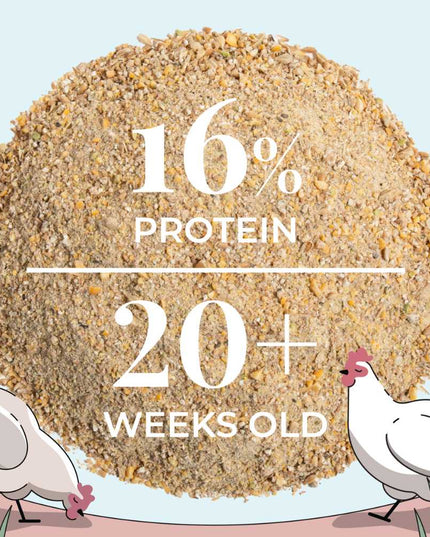 Layer Organic Chicken Feed