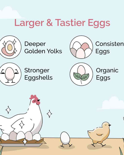 Starter Organic Chicken Feed