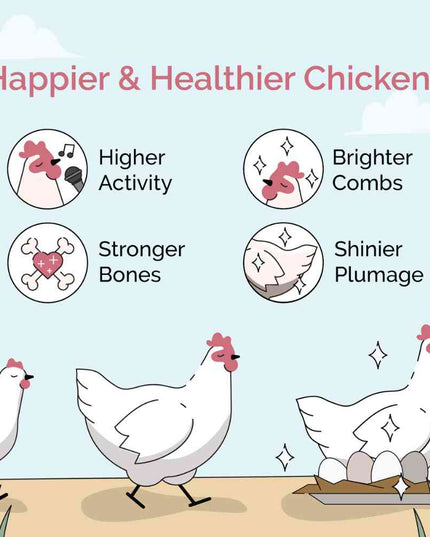 Starter Organic Chicken Feed