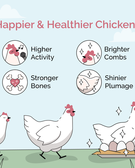 Grower Feed Kit | 12 Weeks of Organic Feed & Grit for 6 Pullets