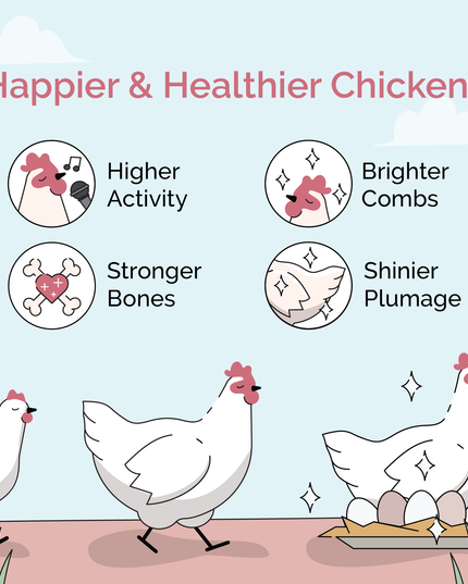 Layer Feed Kit | 1 Month of Organic Feed, Grit & Oyster Shell for 6 Layers