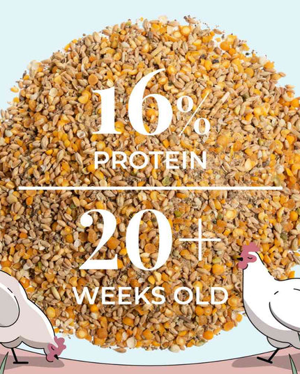 Layer Organic Chicken Feed