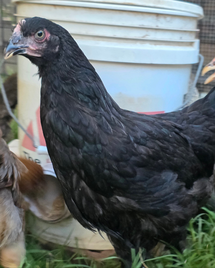 French Black Copper Maran Started Pullets