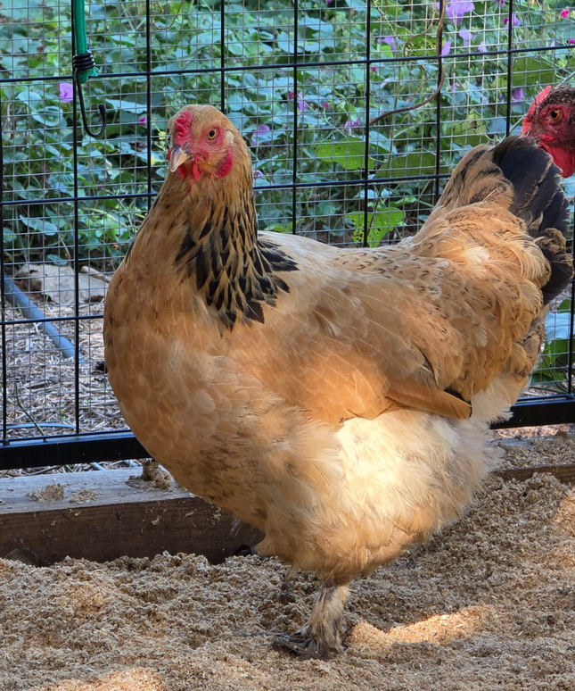 Brahma Chicks - Hatchery Choice
