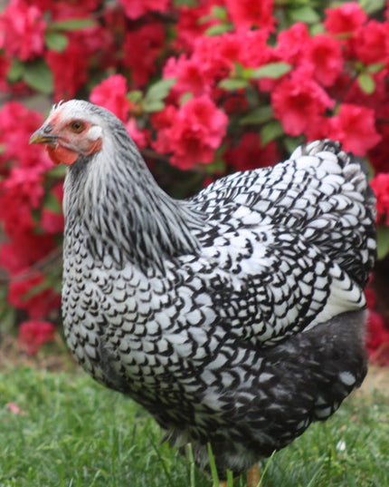 Silver Laced Wyandotte