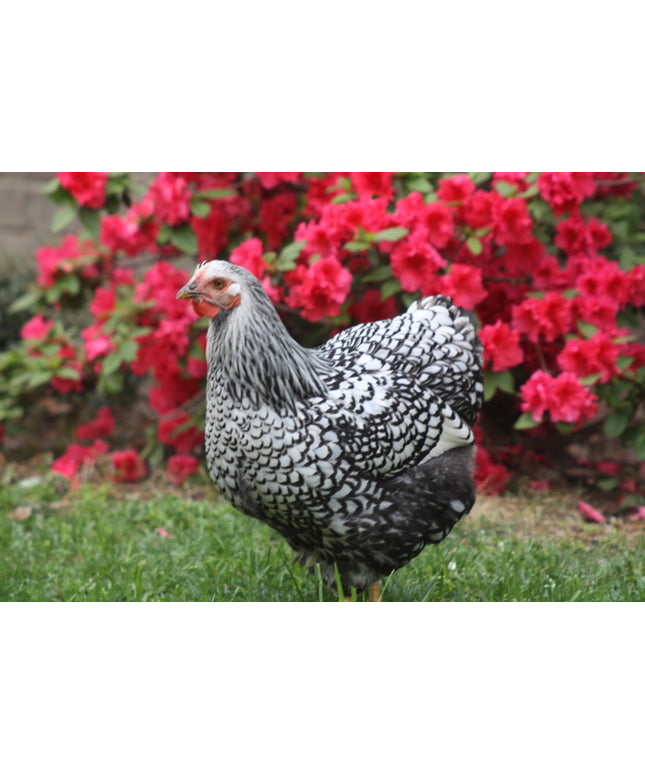Silver Laced Wyandotte