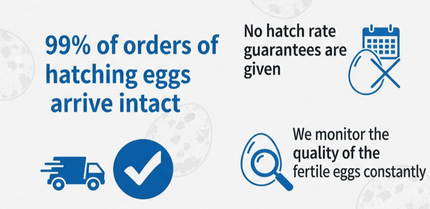 Falb-Fee Quail Hatching Eggs