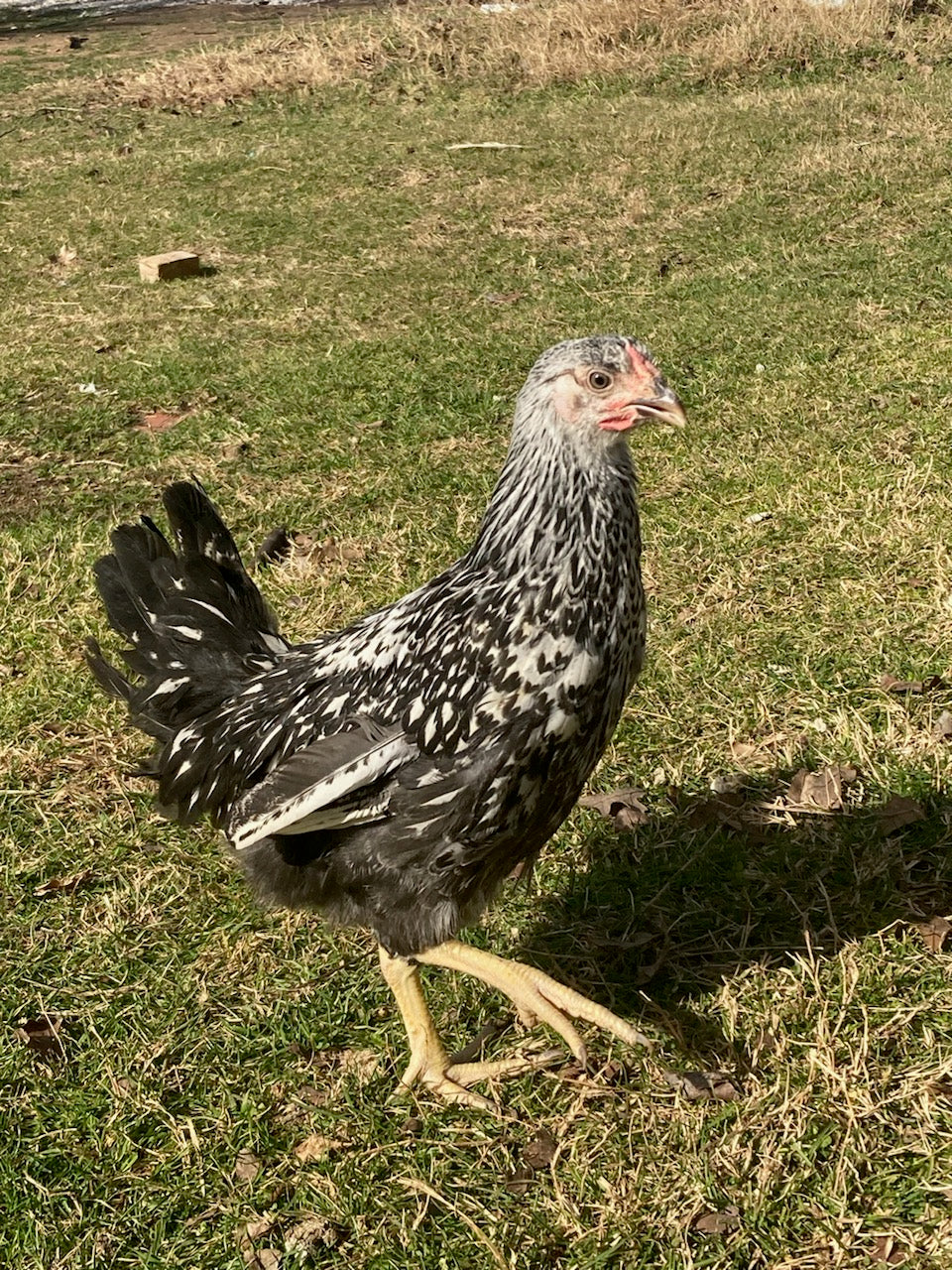 Silver Laced Wyandotte - 18 Weeks Old