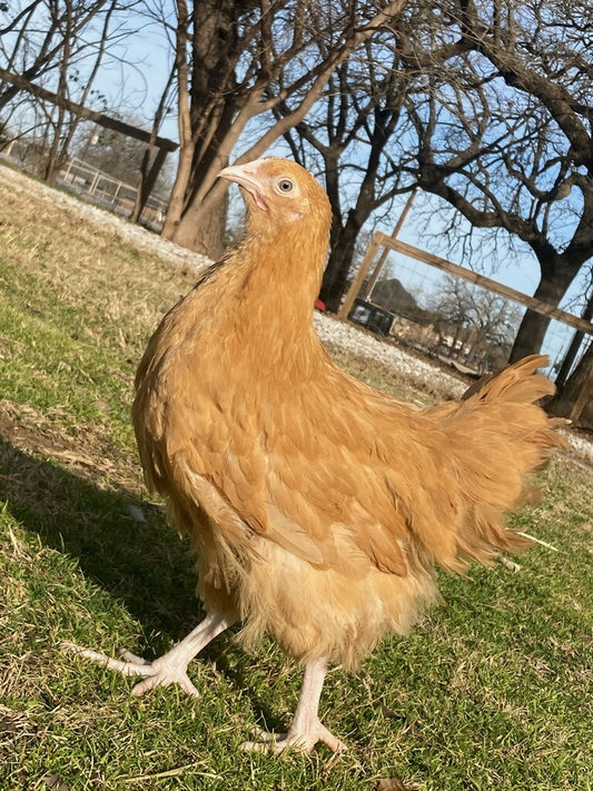 Buff Orpington Started Pullets